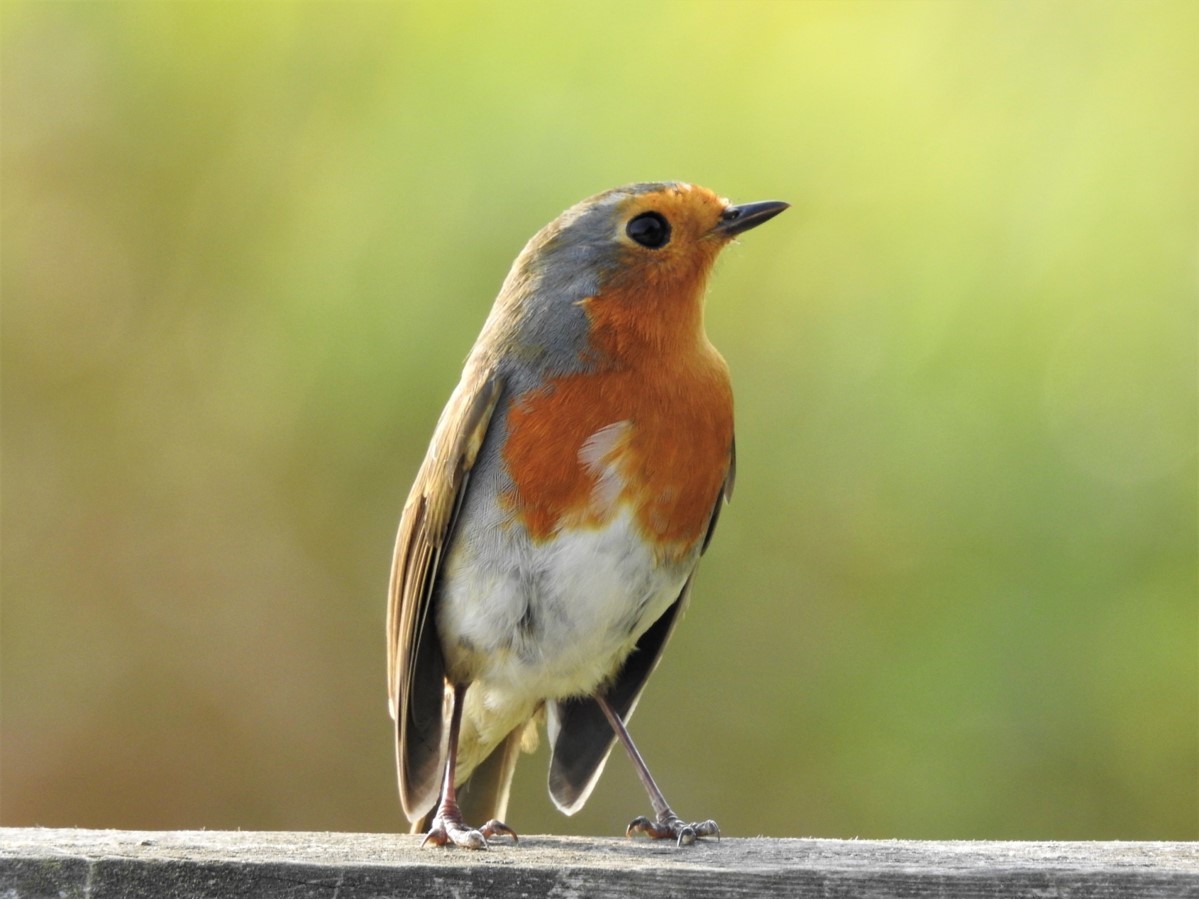 A robin taken at RSPB Burton Mere