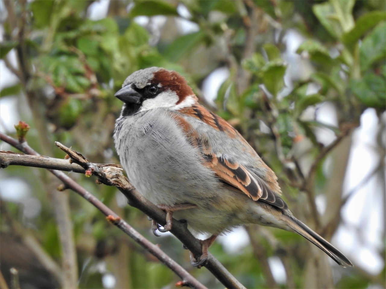 Male house sparrow taken in Storeton village