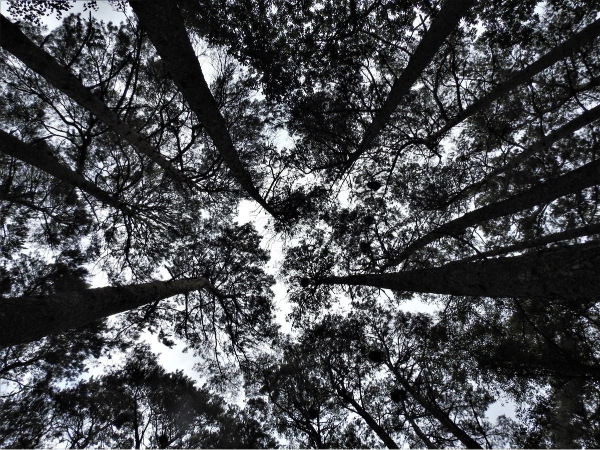 The tree canopy at Storeton Woods