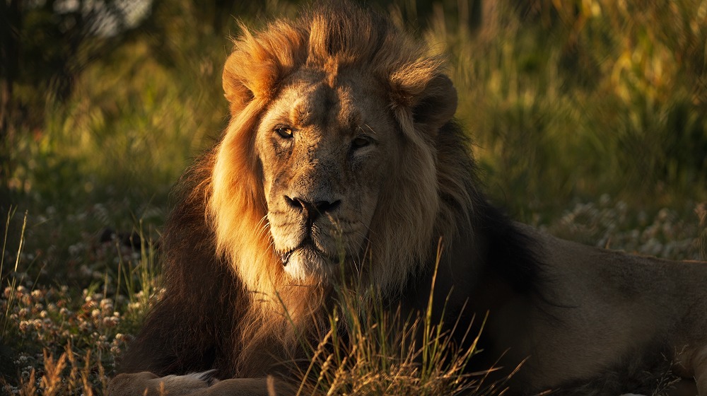 Chester Zoo Into the Night evenings return this summer Wirral Globe