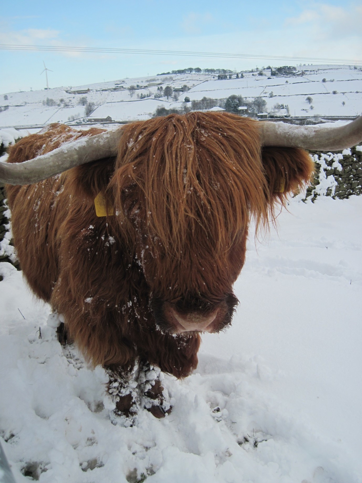 A snowy winter morning in Yorkshire