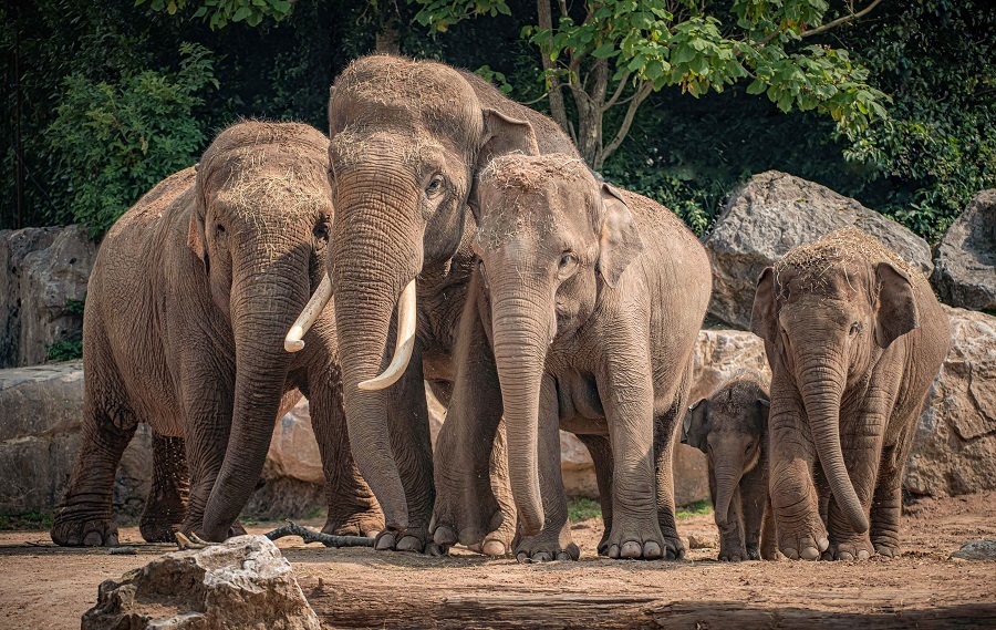 Funds raised by Chester Zoos 10K Run for Nature will help species saving work with Asian elephants.