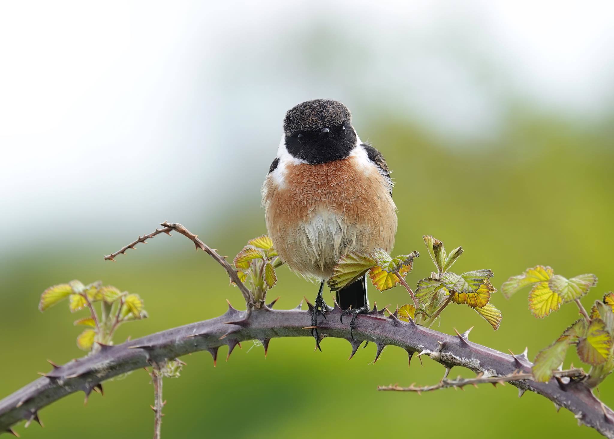A male stonechat in Moreton by Forget me not photography