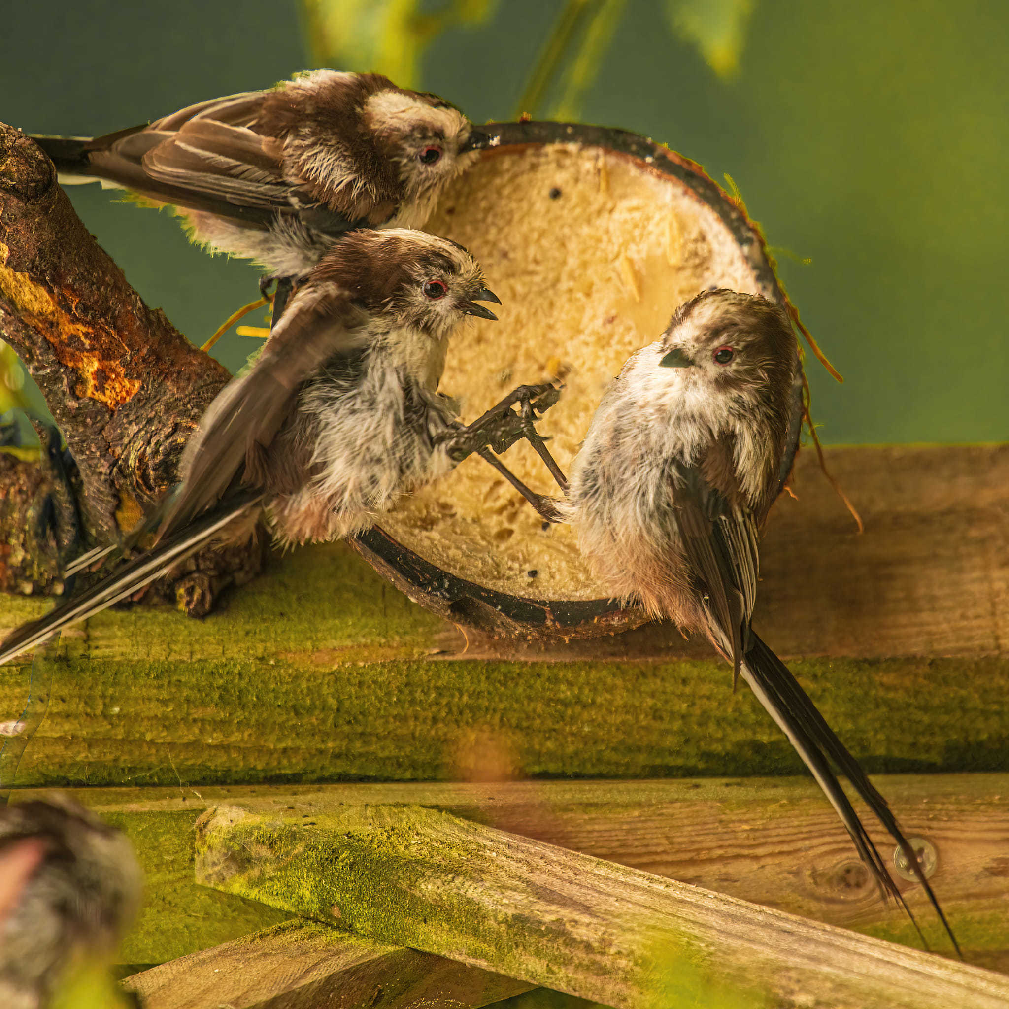 A quick bite to eat by Richard Bradford