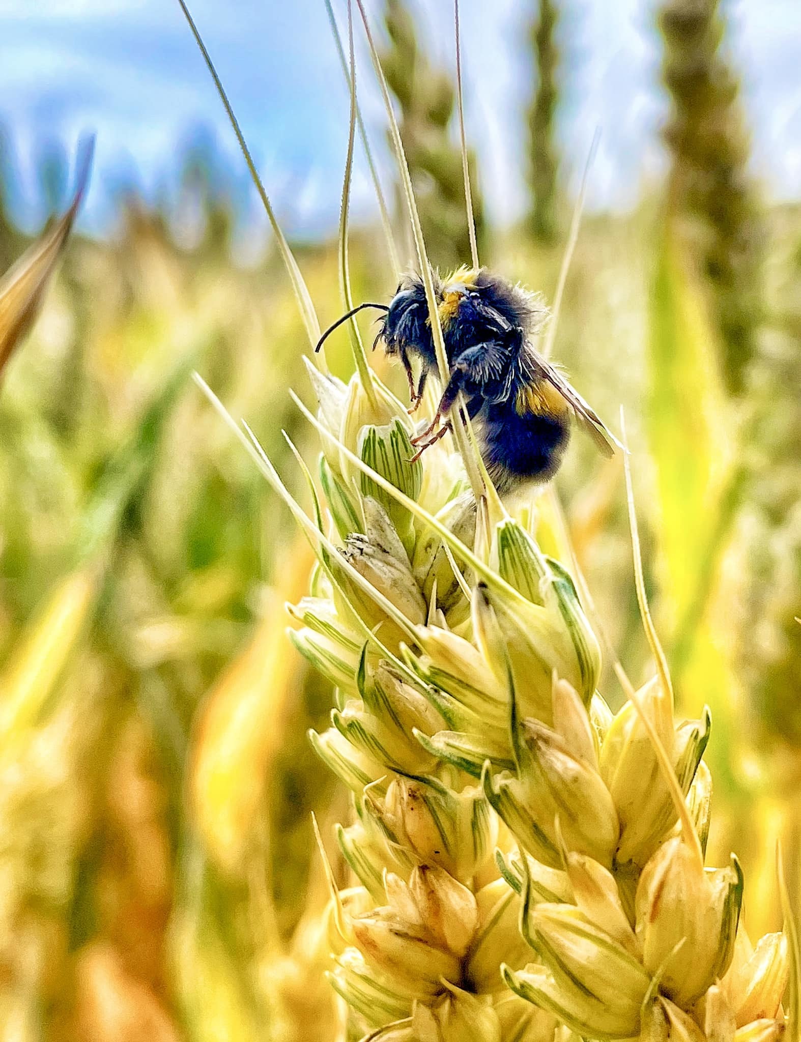 Busy bee in Storeton by Heather Gars