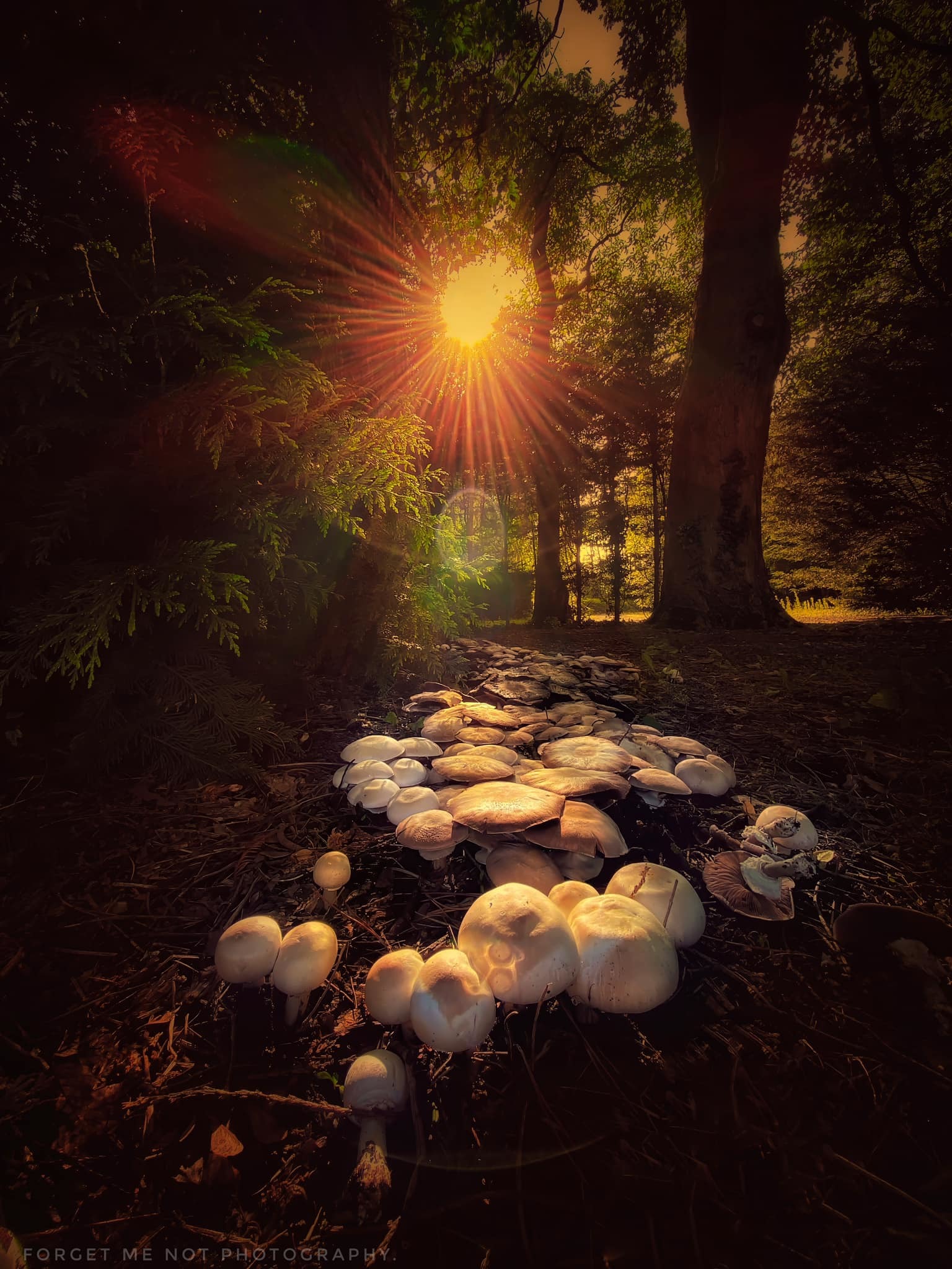 Fairies at sunset by Forget Me Not Photography