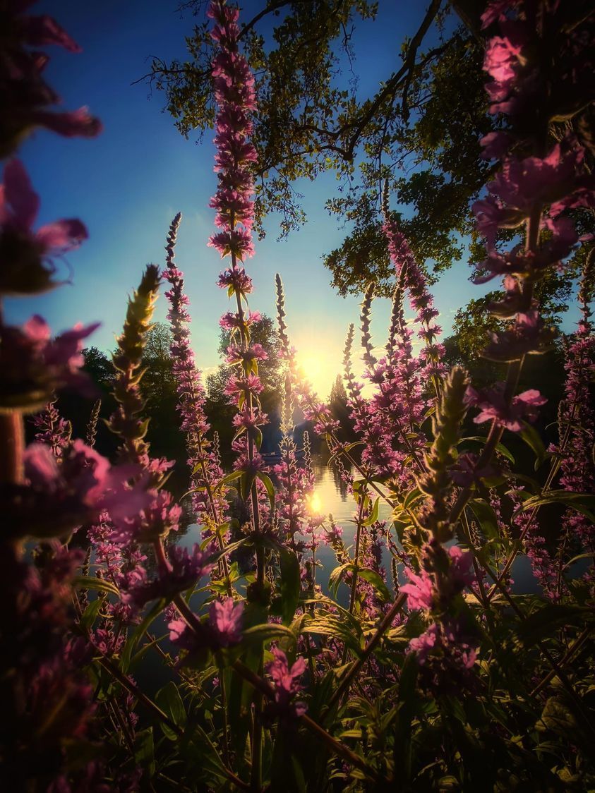 Purple loosestrife at sunset by Forget Me Not Photography