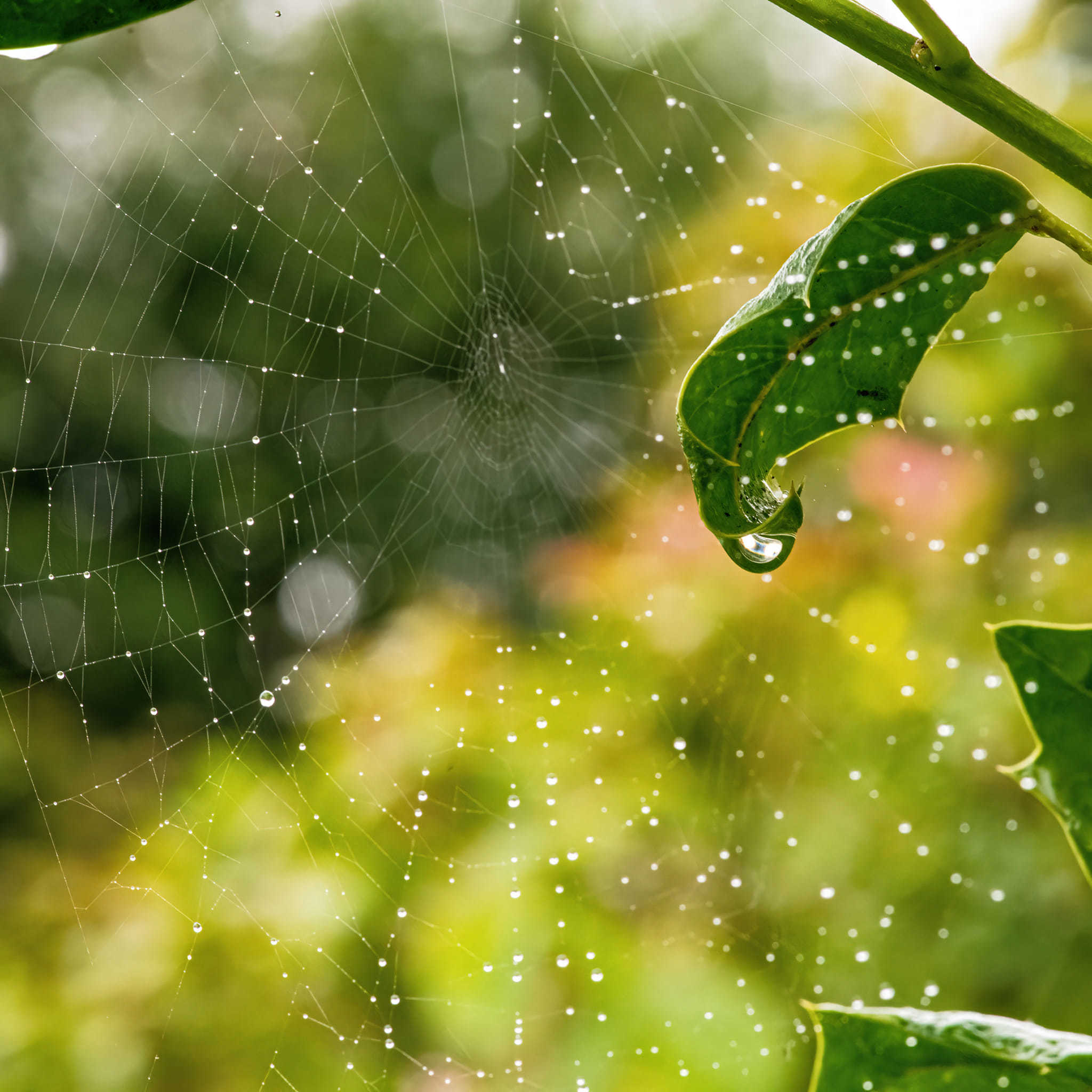 Raindrops on the web by Richard Bradford