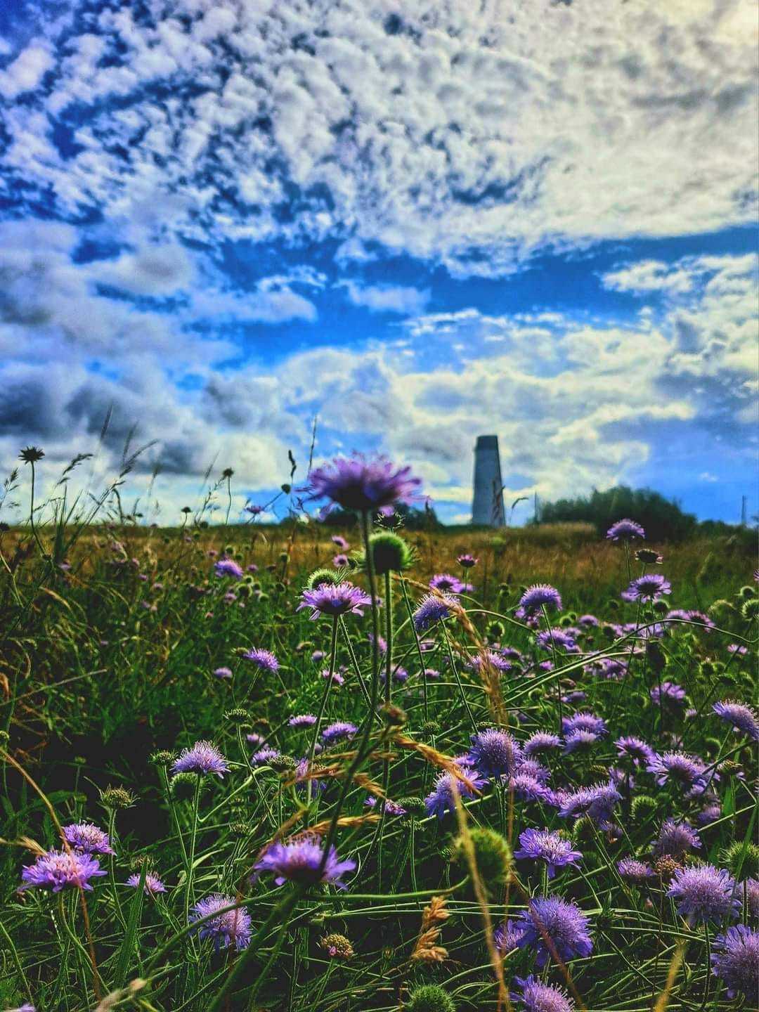 Summer blooms and blue skies in Leasowe by Paul Neish