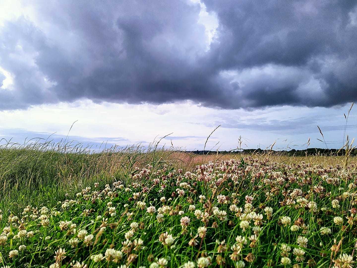 Neston marshes by Jane Leitch