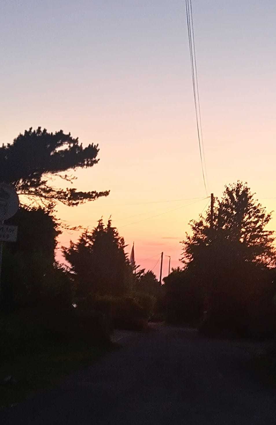 A dino-bush in Neston on the summer solstace by Jane Leitch