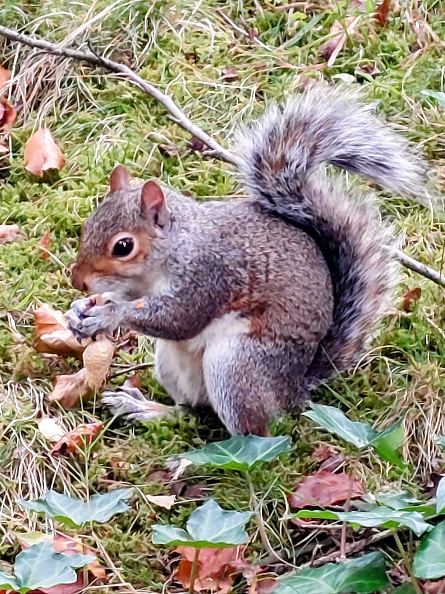 Collecting nuts in Birkenhead Park by Julie Longshaw