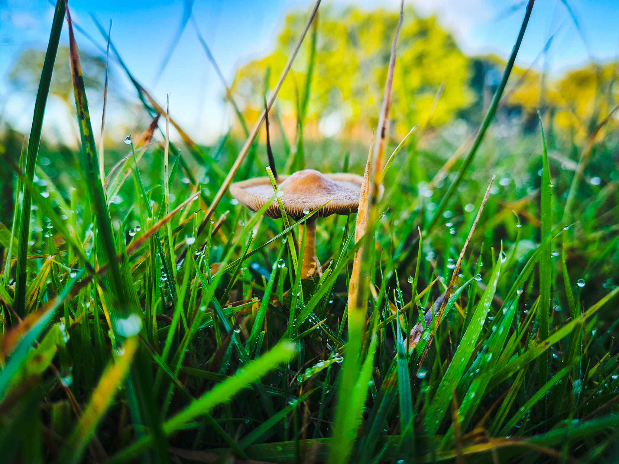 Early signs of autumn in Willaston by Alexandra Soar