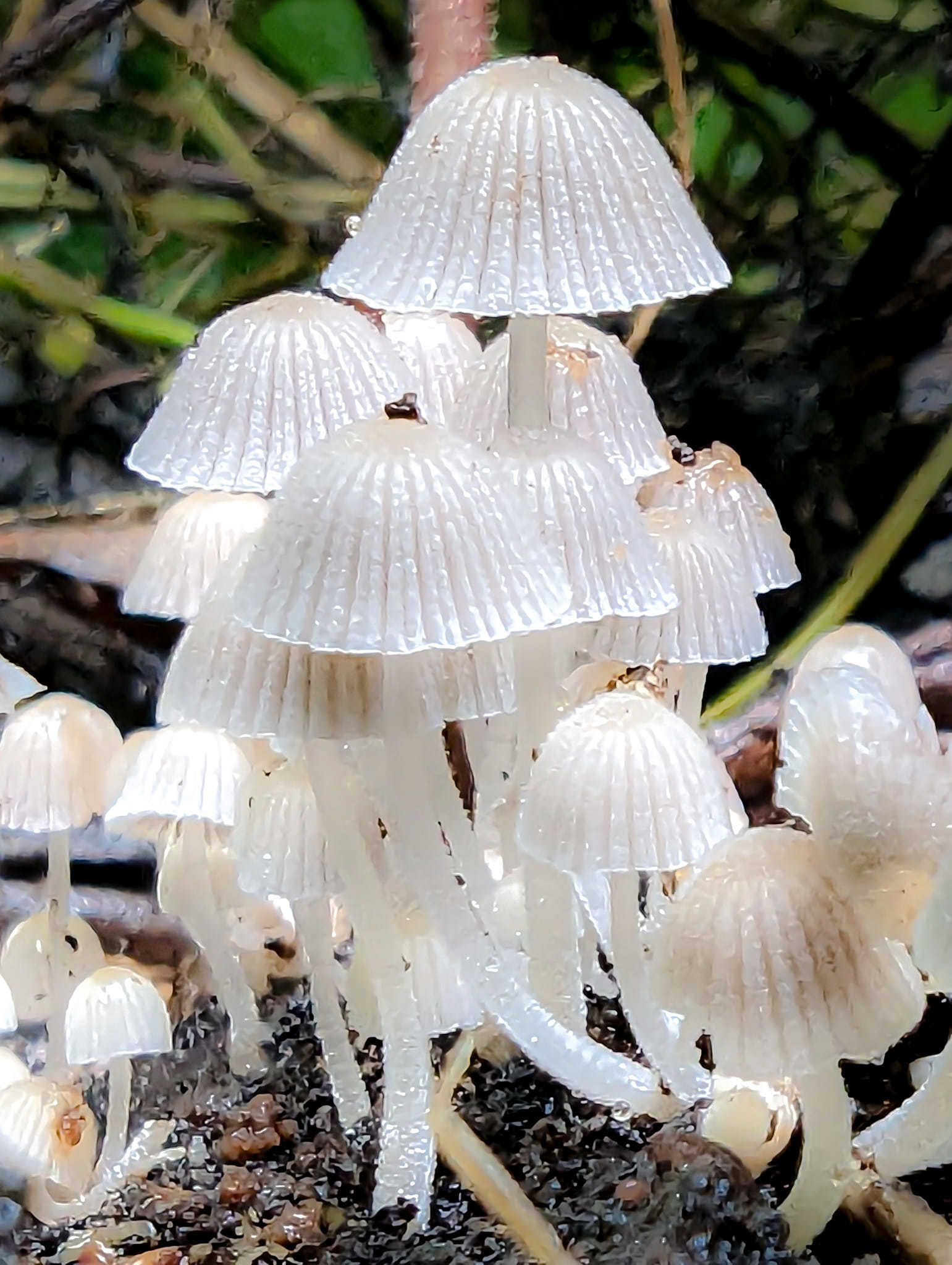Fairy inkcaps at Bidston Nature Reserve by Kimberley Phillips