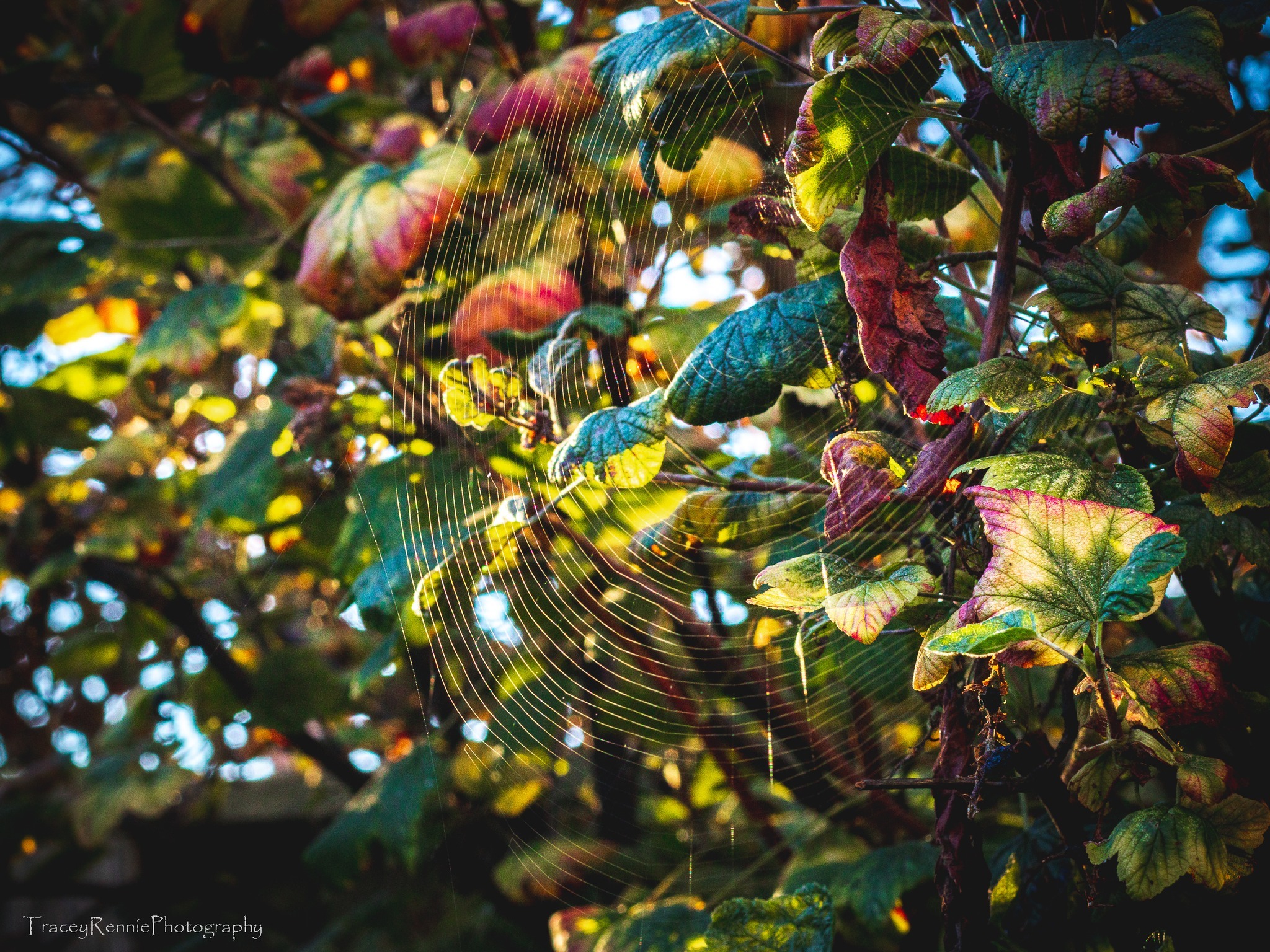 Glistening cobwebs by Tracey Rennie