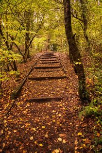 Leafy path at Brotherton Park by Richard Bradford