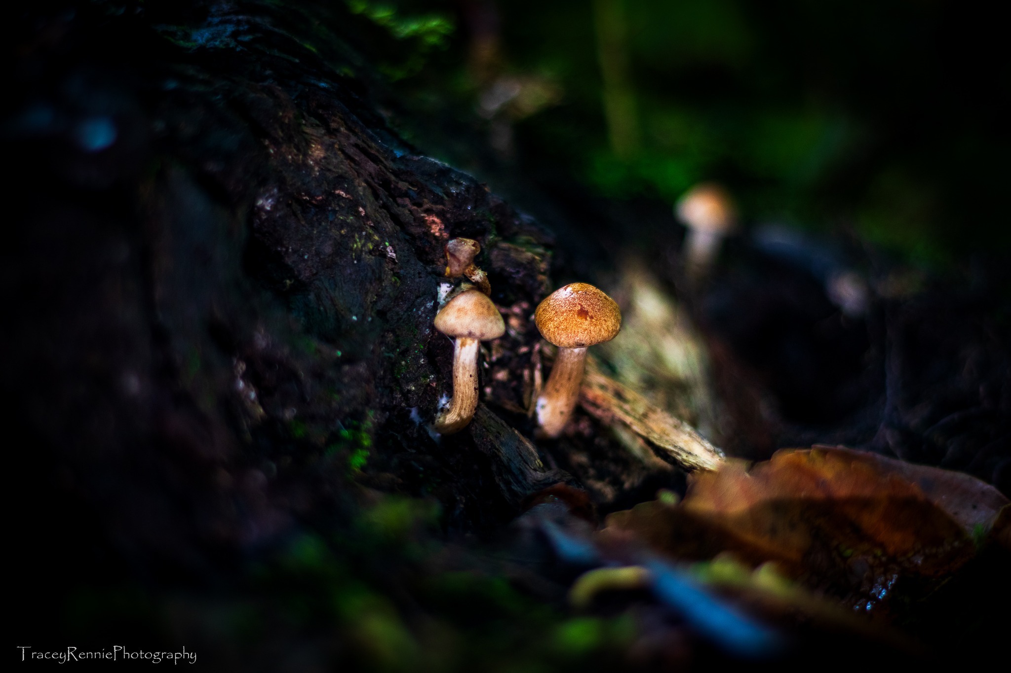 Mushrooms in Arrowe Park by Tracey Rennie