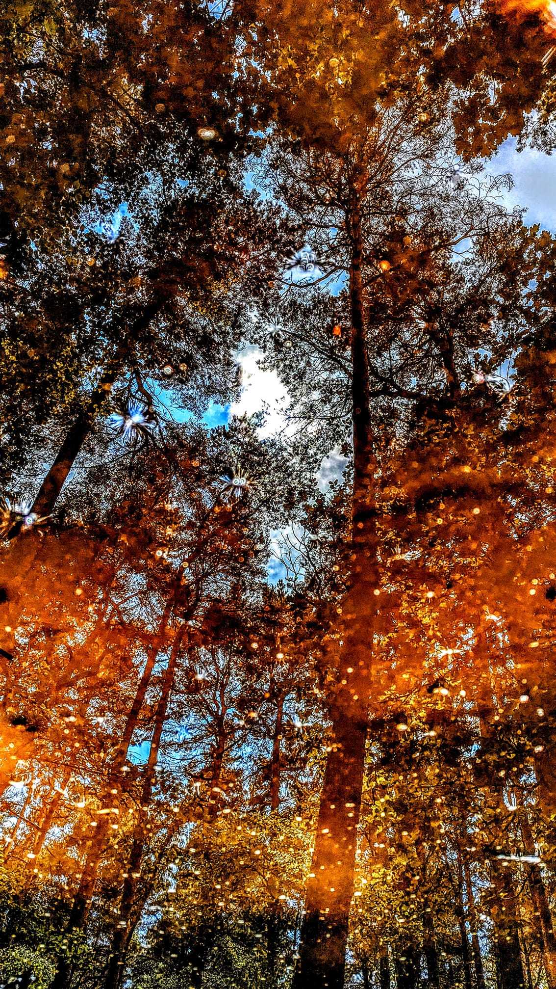 Puddle reflections at Royden Park by Kimberley Phillips