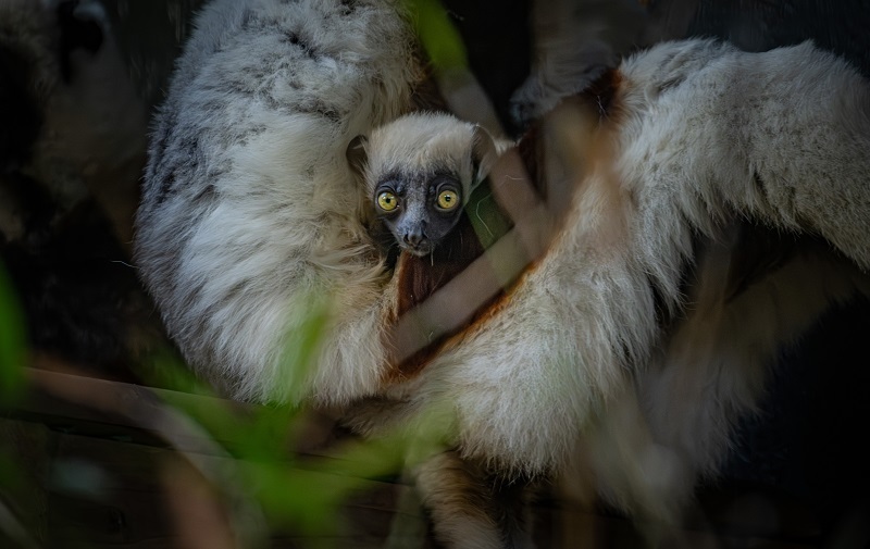 A critically endangered dancing lemur has been born at Chester Zoo. Picture: Chester Zoo.