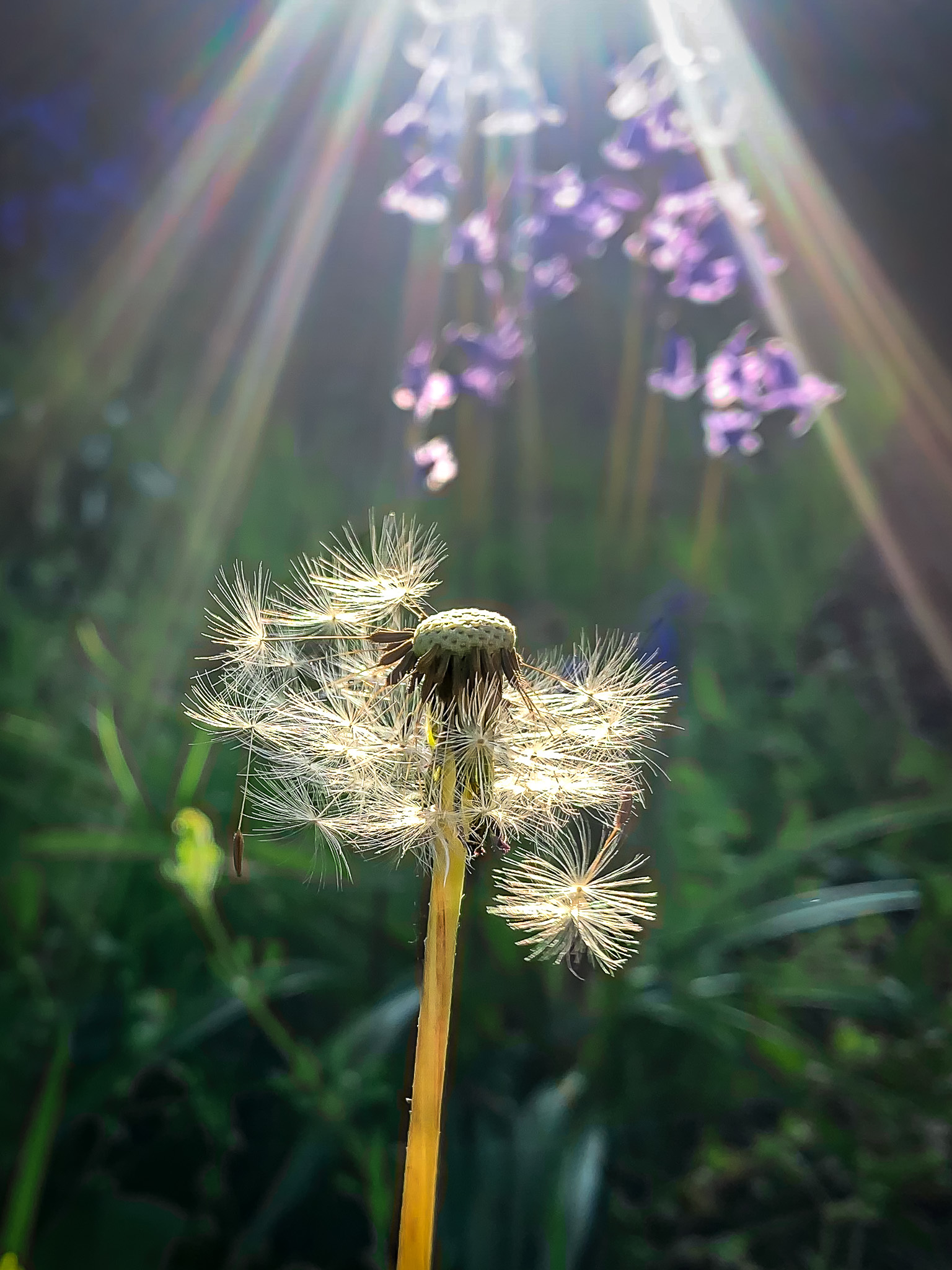 The suns rays by Tracey Rennie