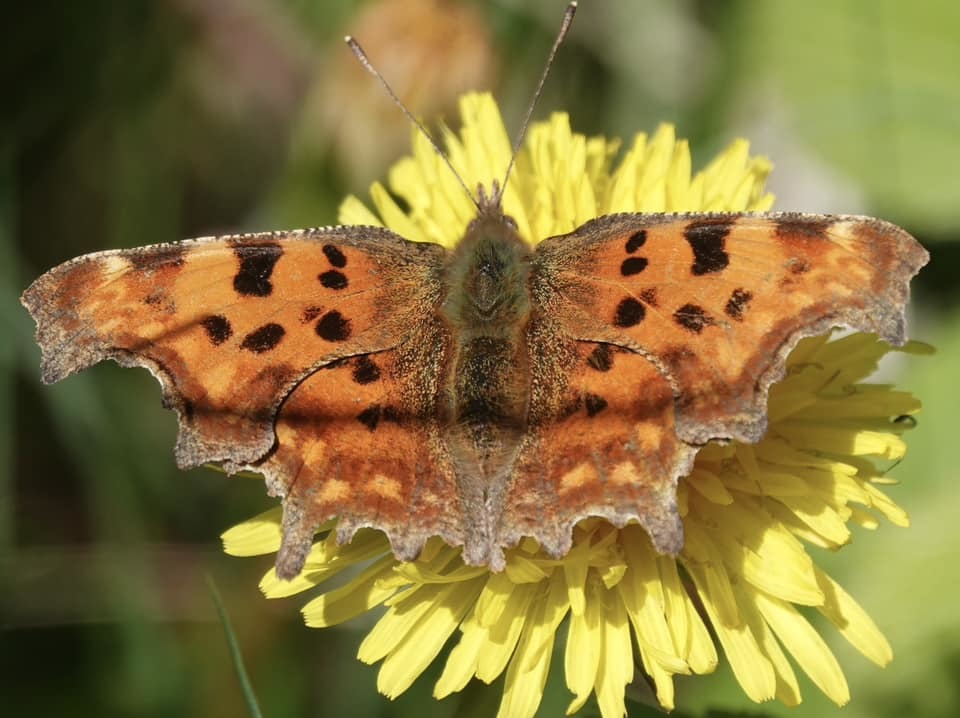 Butterfly symmetry by Christopher Cureton