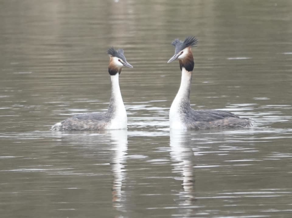 Great crested grebes in Bidston by Christopher Cureton
