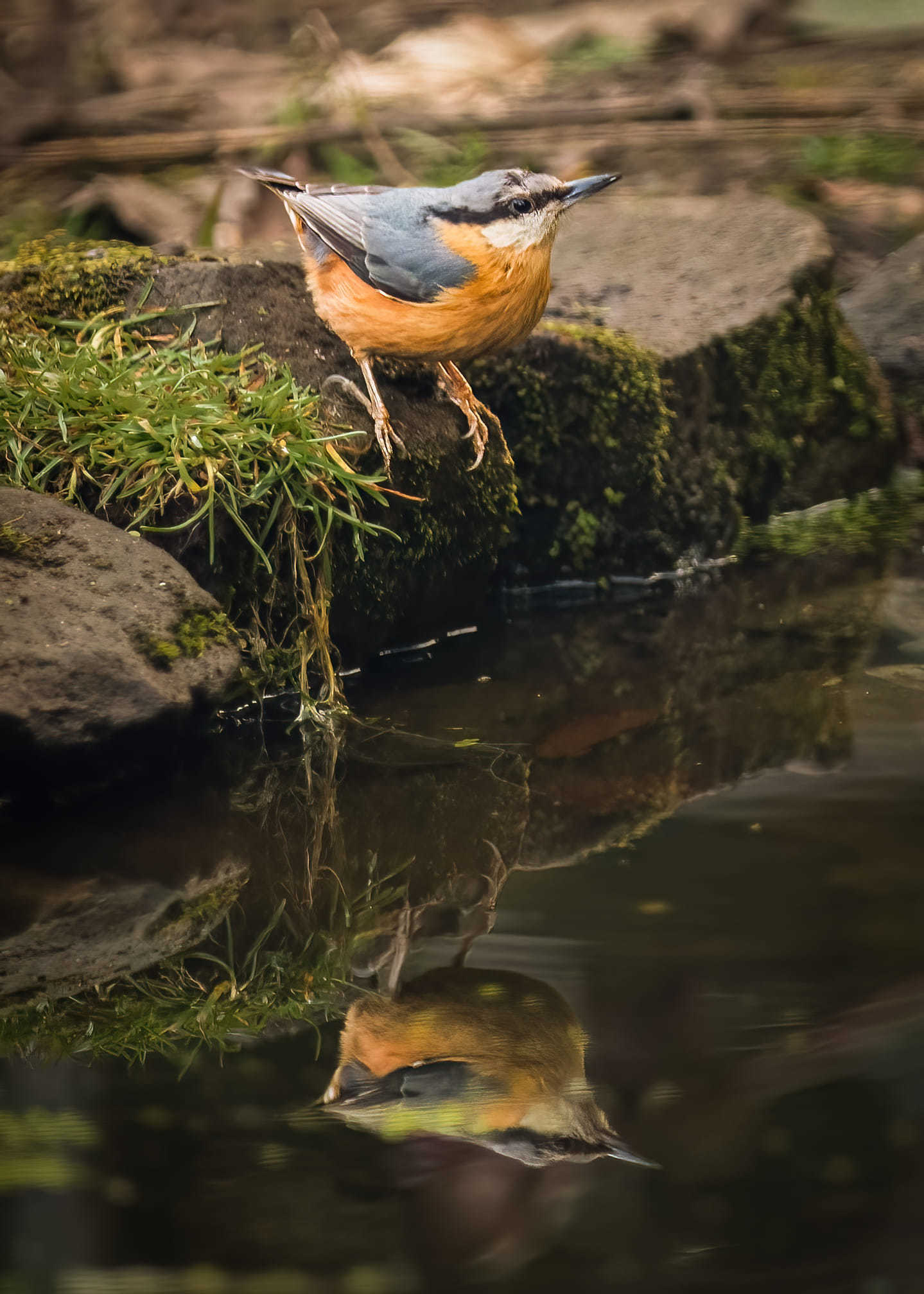 Nuthatch by Richard Bradford