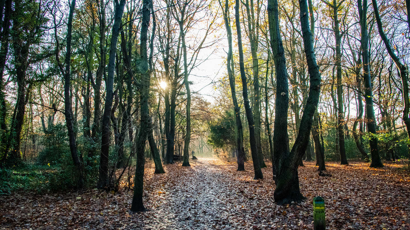 Eastham Country Park by Richard Bradford