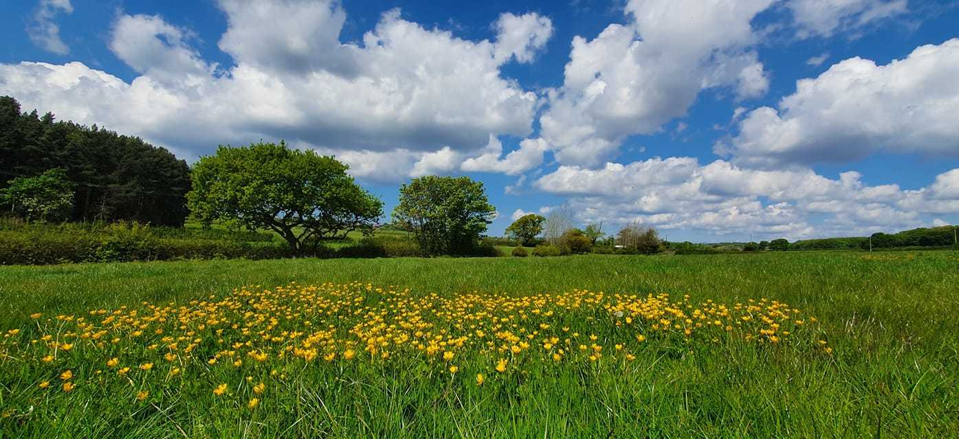 Storeton woods by Andrew Loudon