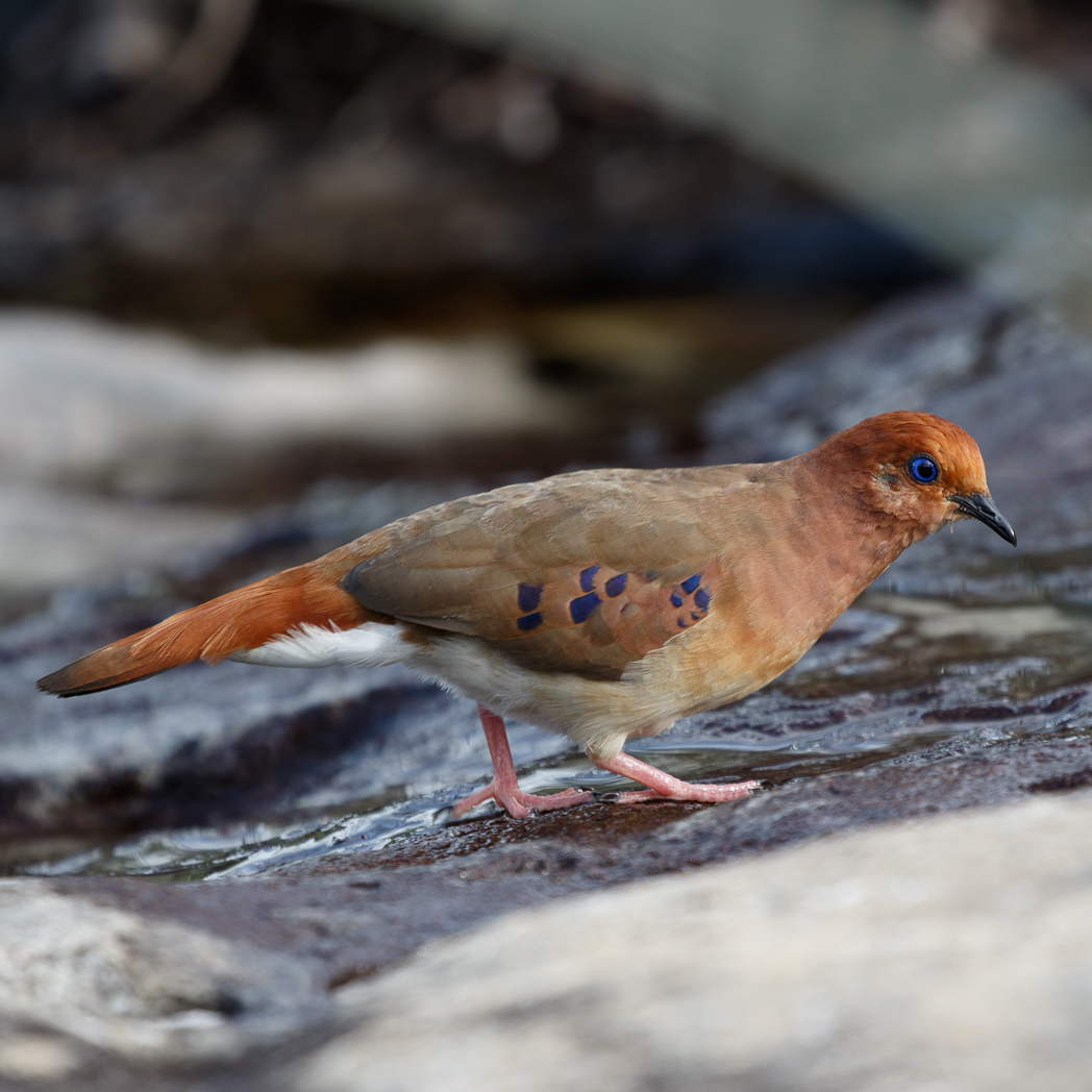 An international team of conservationists successfully hand-reared a blue-eyed ground-dove chick – giving hope to the survival of one of the worlds rarest species.