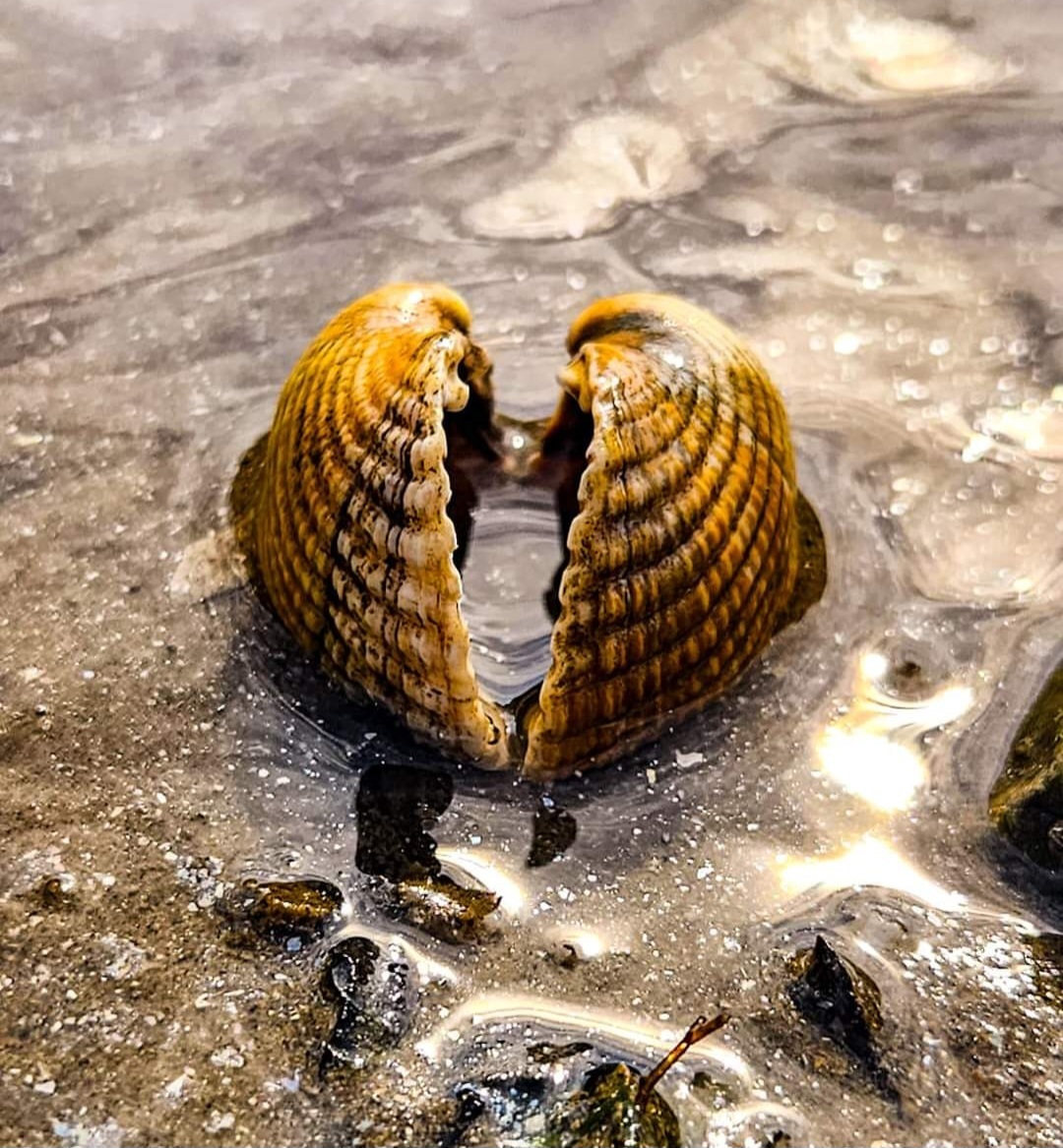 Magical angel wings of cockle shells