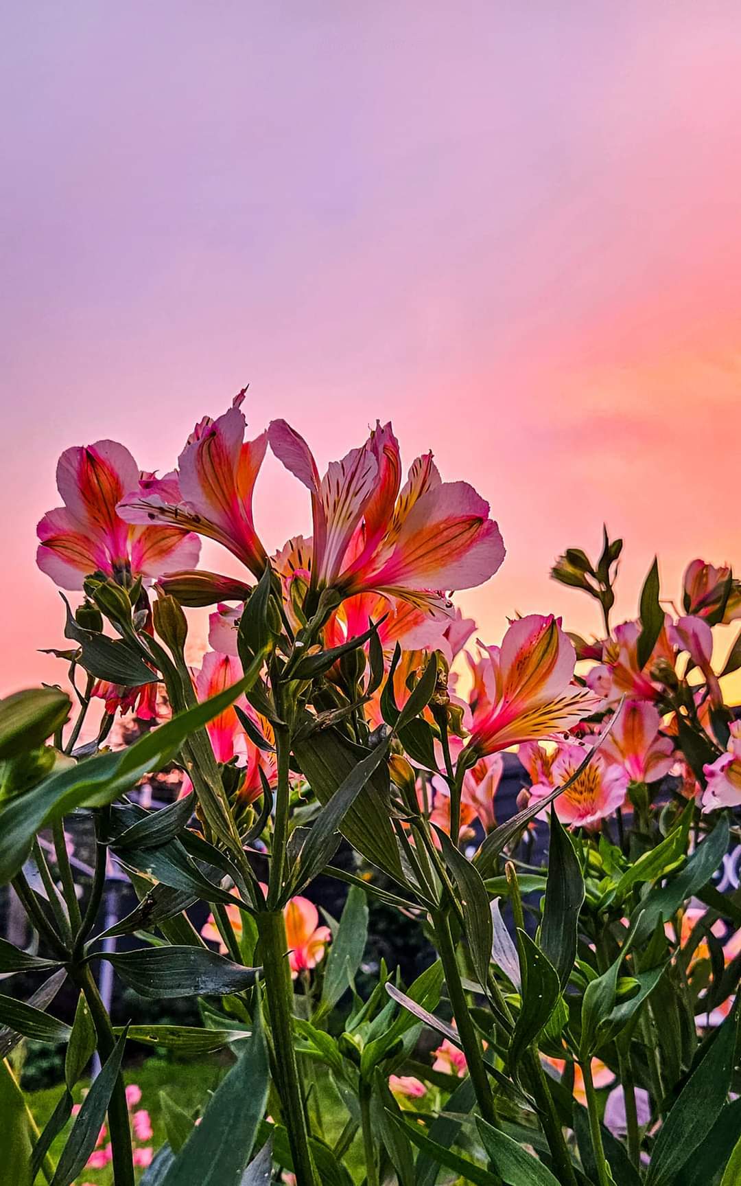 Sunset and sweet peas in Nicolas back garden