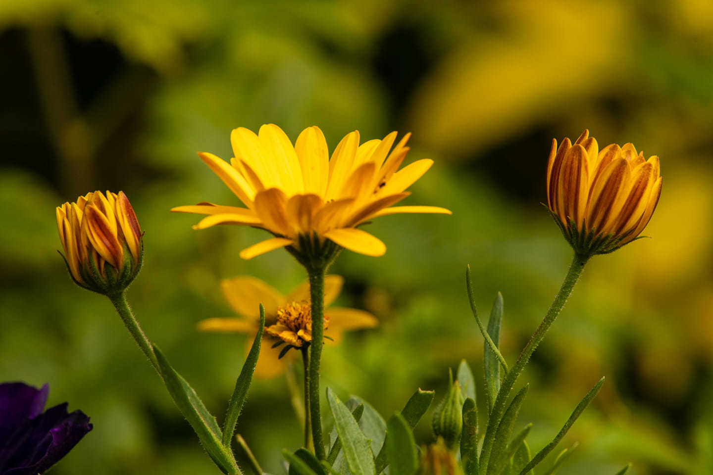 African daisies by Richard Bradford