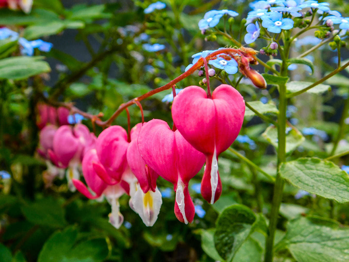 Bleeding hearts by Nicola Jayne