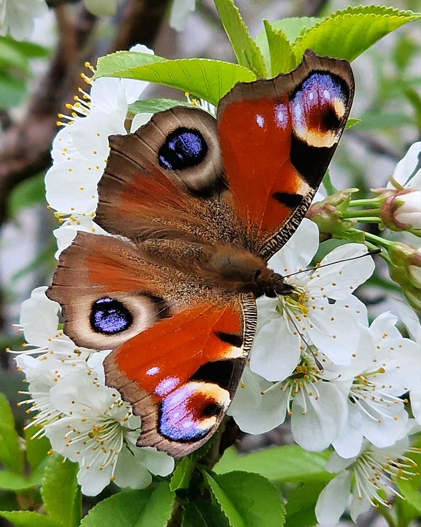 Cherry blossom by Selena Maxwell