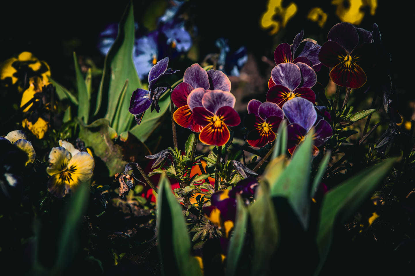 Port Sunlight by Antonia Jolley