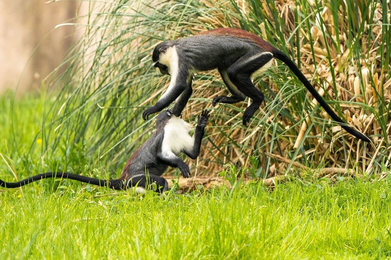 Chester Zoo has welcomed a family of rare Roloway monkeys as conservationists race to prevent their extinction.