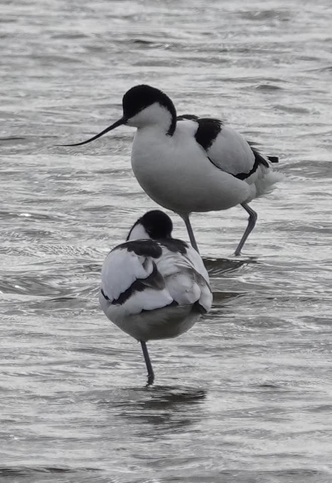 Avocets at RSPB Burton Mere by Christopher Cureton