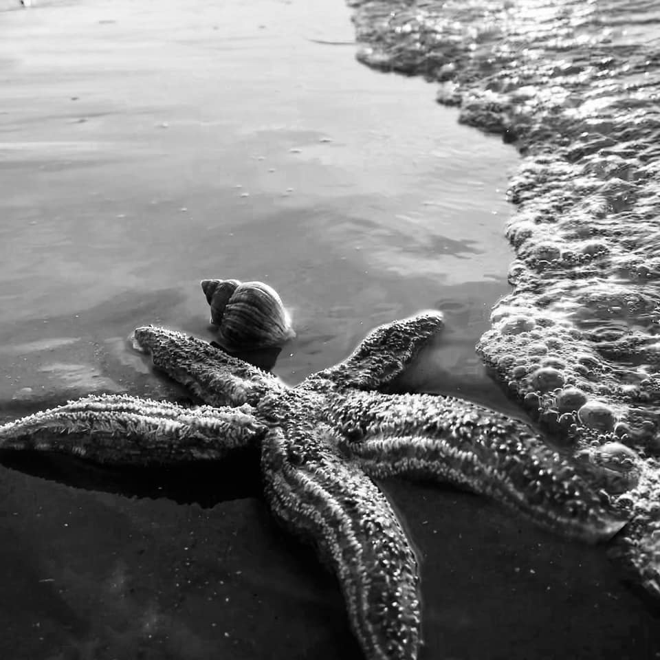 Leasowe bay starfish by Heather Gars