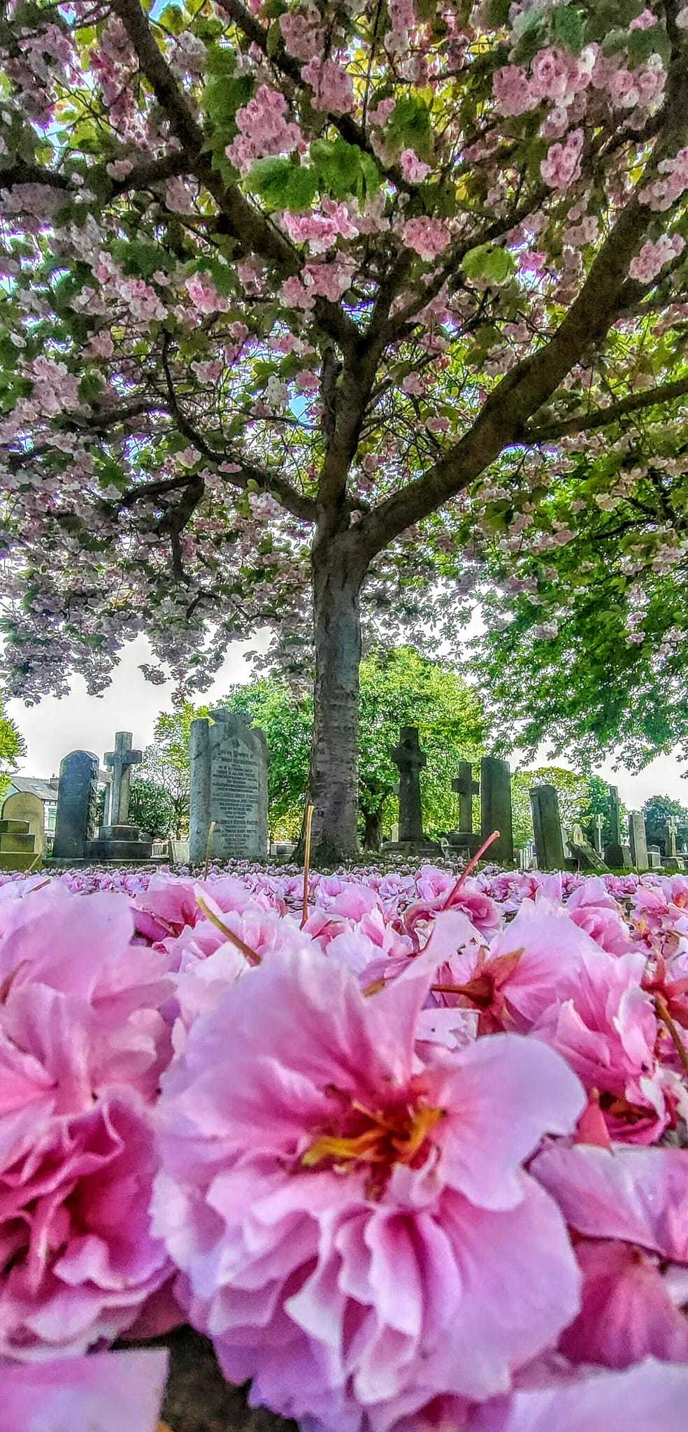 Cherry blossom at Wallasey cemetery by Kimberley Phillips