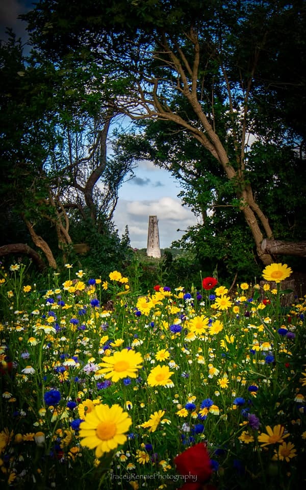 A splash of colour by Tracey Rennie