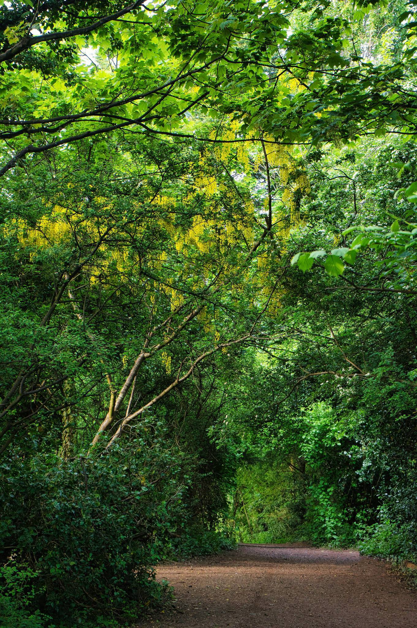 Leafy lane from Arrowe Park to Upton by Kens Camera