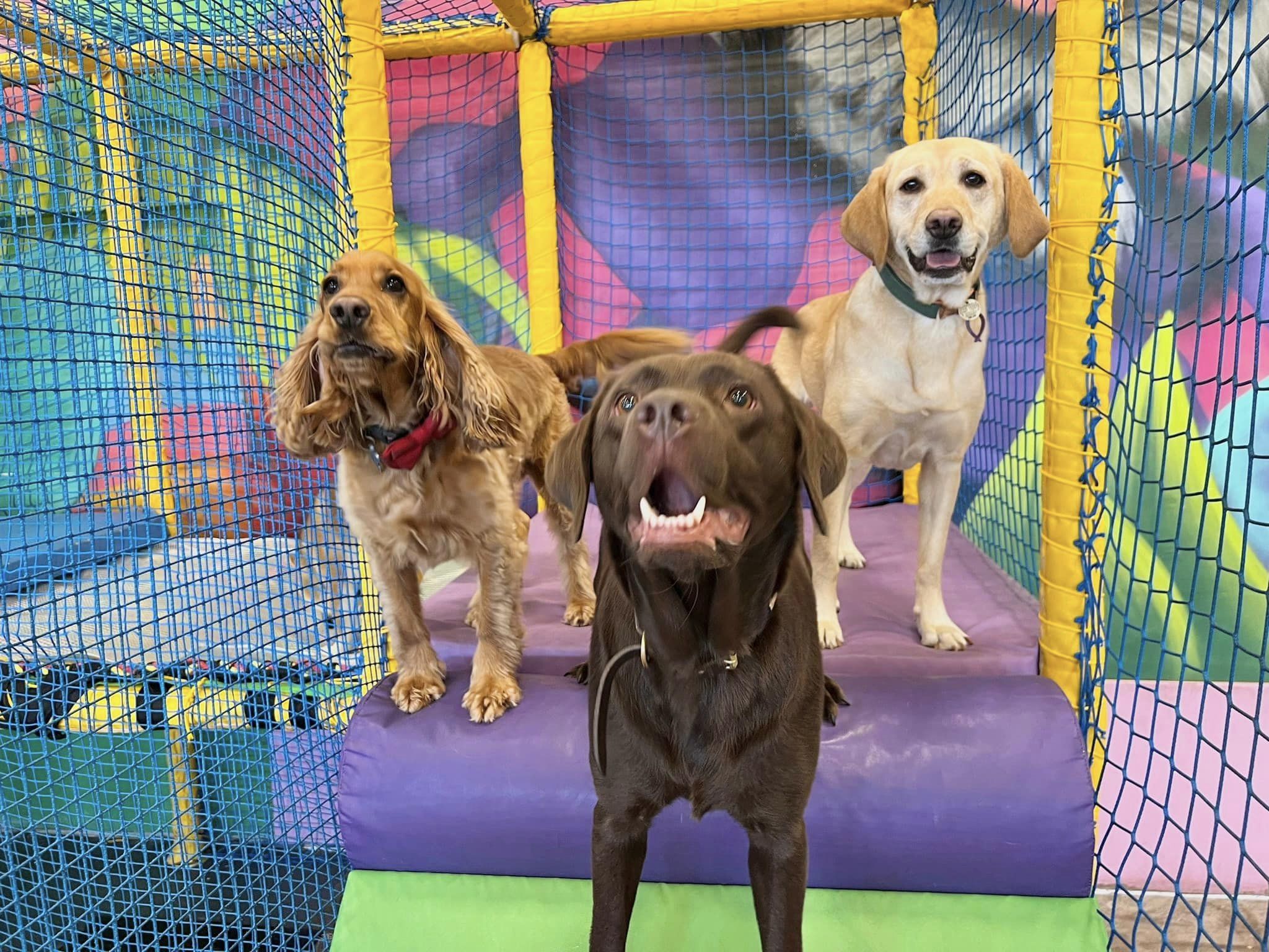 The indoor soft play for dogs is extremely popular