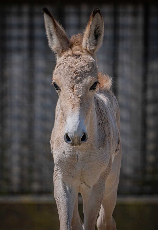 A critically endangered onager foal, one of the worlds rarest mammals, has been born at Chester Zoo and named Jasper.