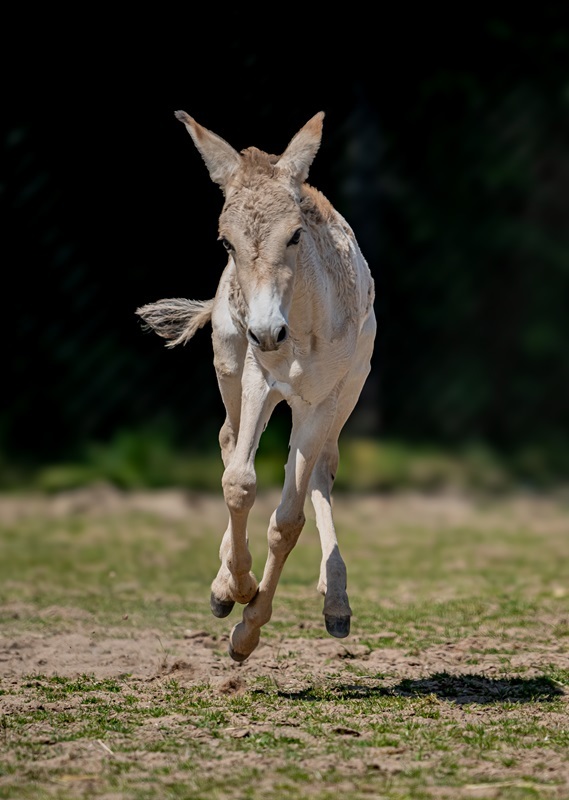 A critically endangered onager foal, one of the worlds rarest mammals, has been born at Chester Zoo and named Jasper.