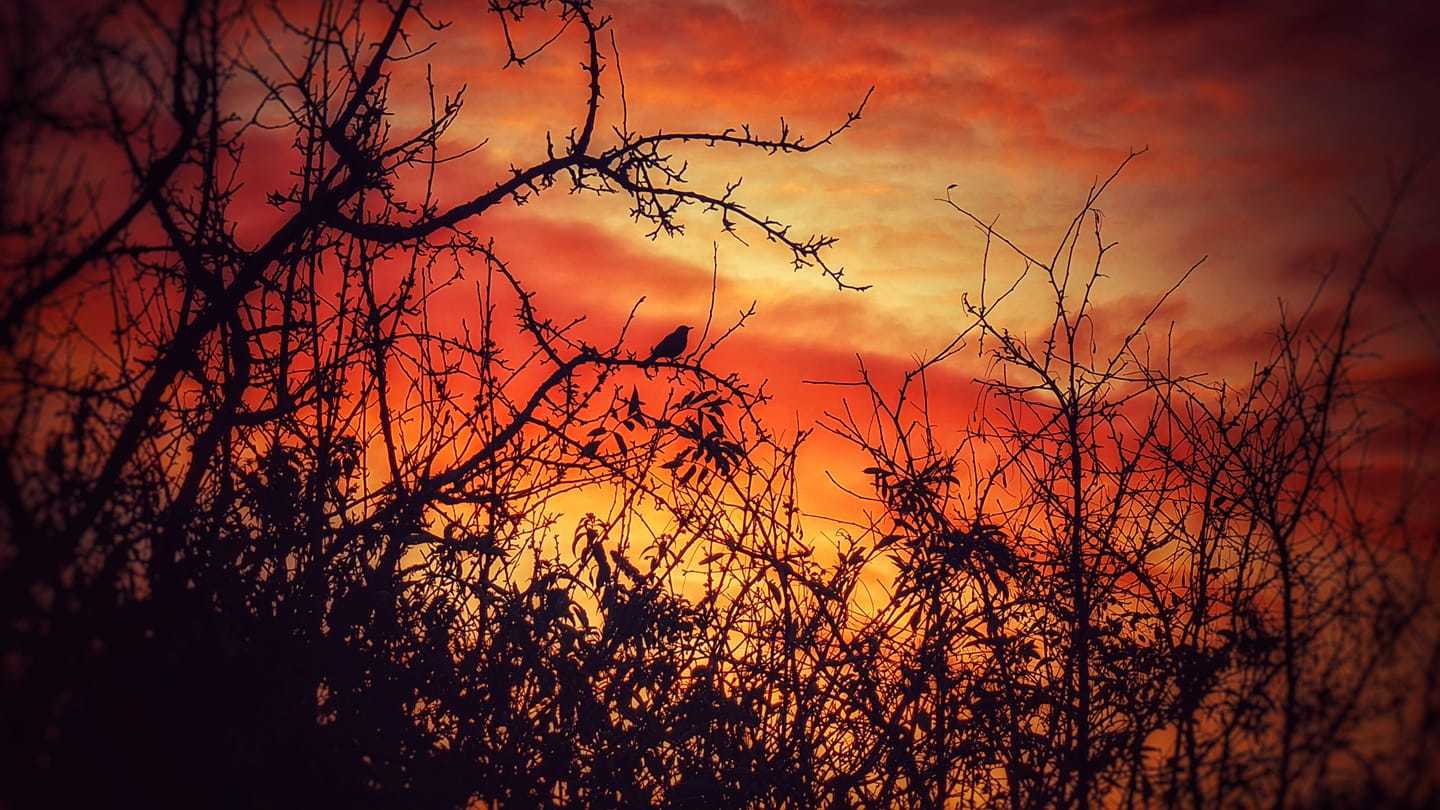 Prenton sunset by Kirsty Carroll