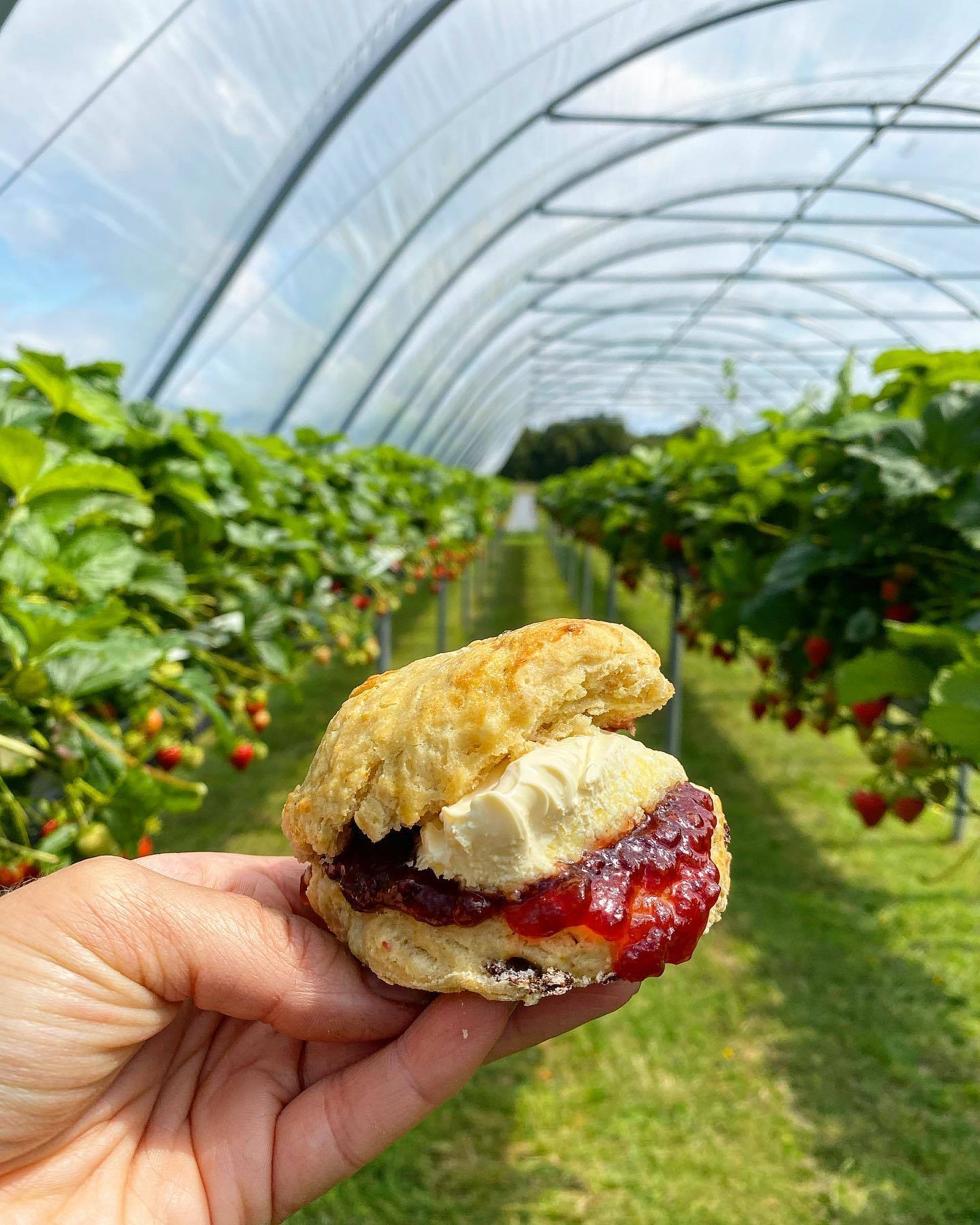 Benty Farm Tearooms