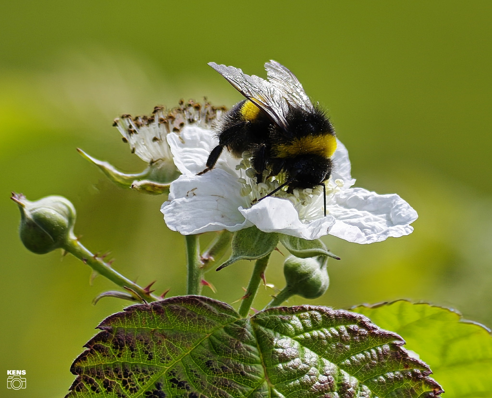 A bee in Oxton by Kens Camera