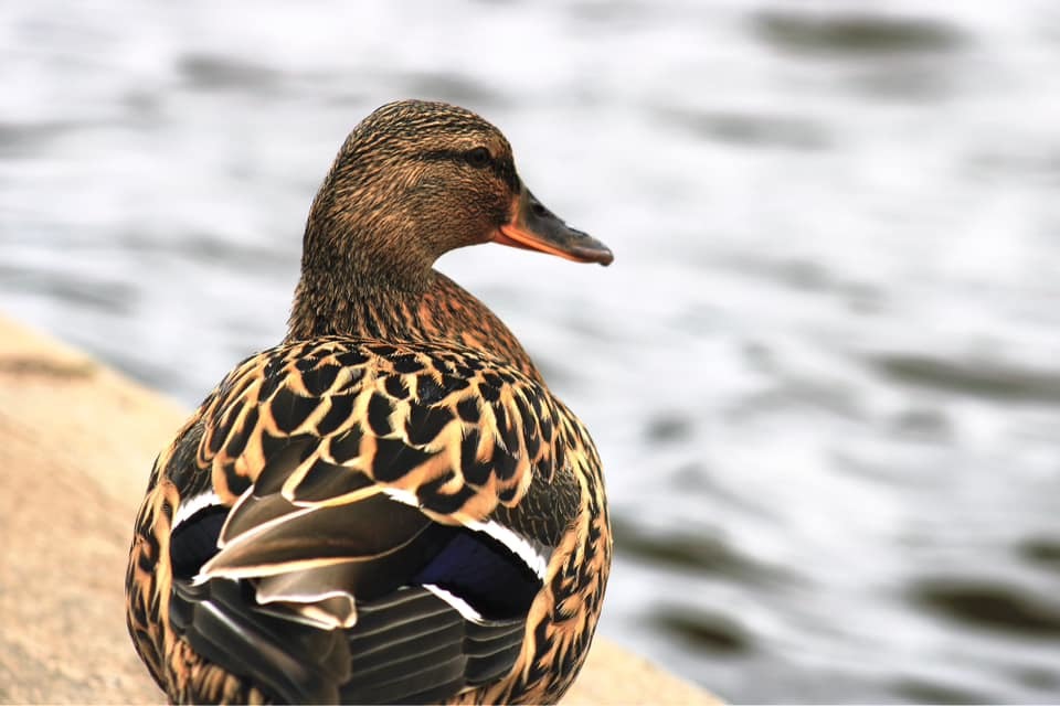 A duck in New Brighton by Brett Smith