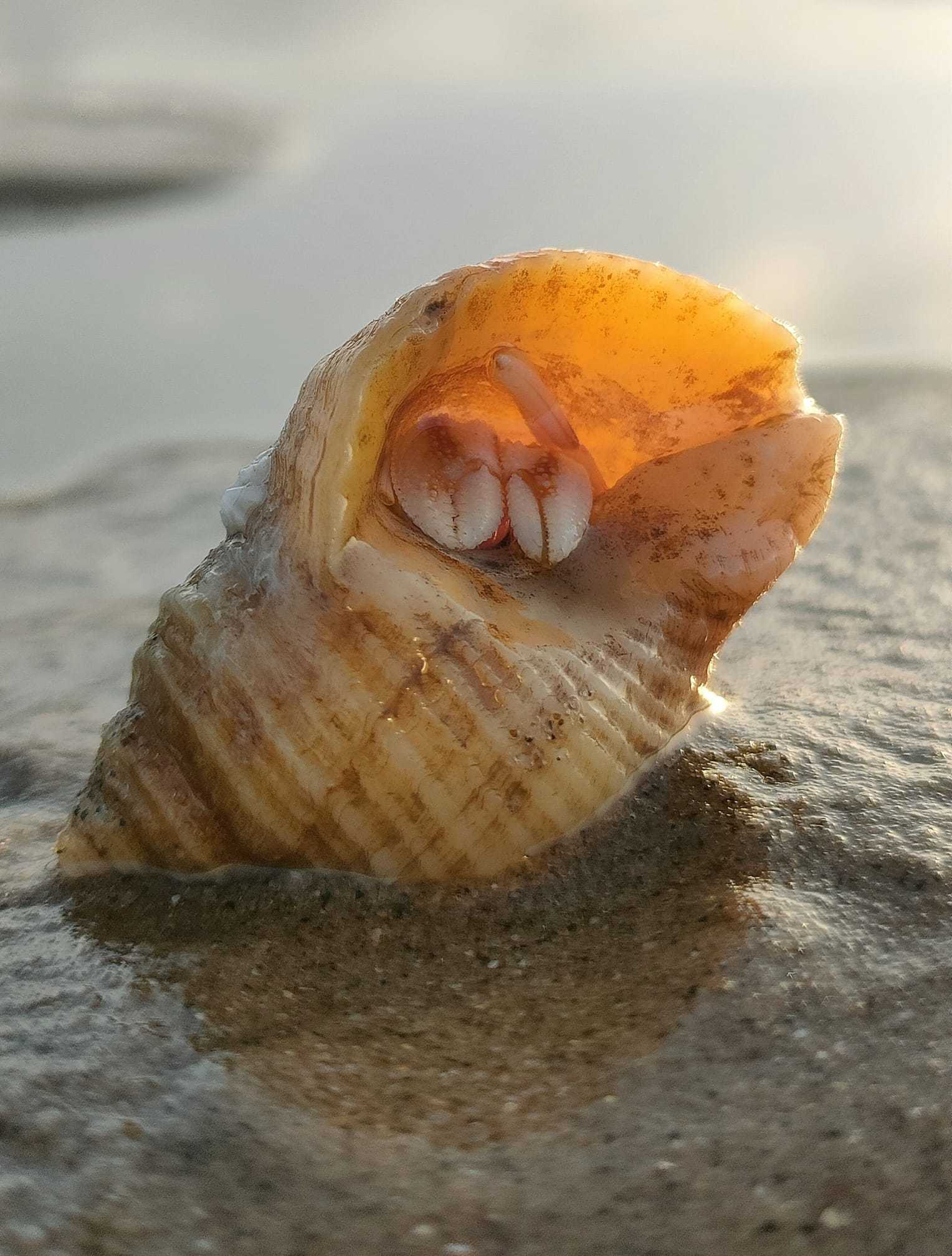 Hiding at New Brighton Beach by Kimberly Phillips